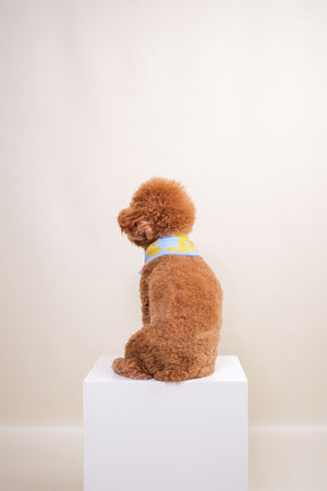 Noir Sur Blanc Pet Recycled Bandana