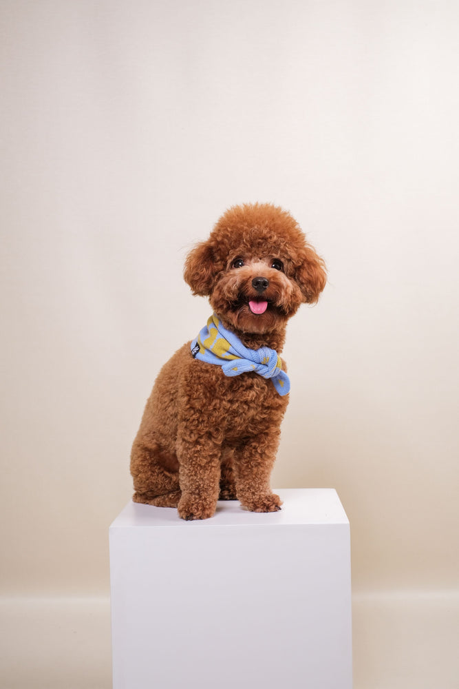 Noir Sur Blanc Pet Recycled Bandana