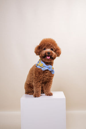 Noir Sur Blanc Pet Recycled Bandana