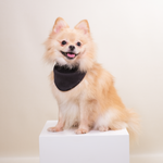 Noir Sur Blanc Pet Rocky Bandana Black