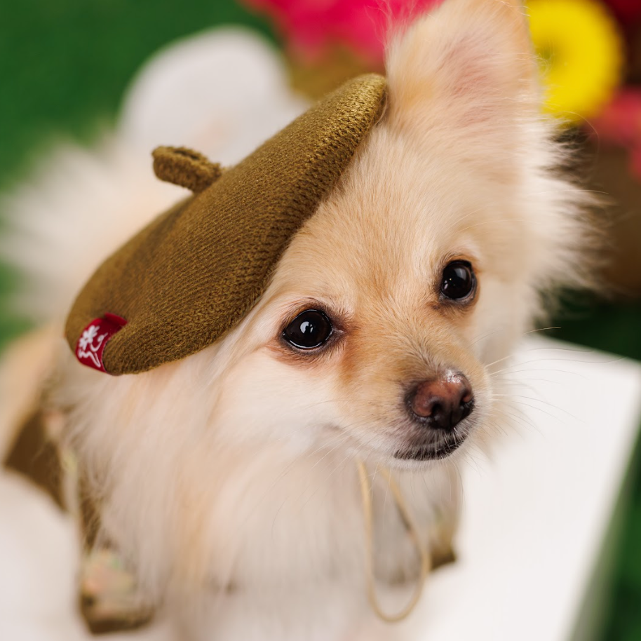 Noir Sur Blanc Pet Beret Choco Candy